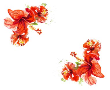 Hibiscus çiçek çerçevesi beyaz izole