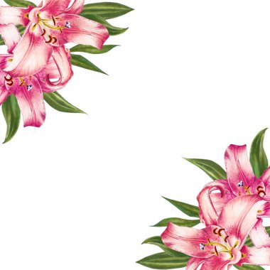 beyaz arka plan üzerinde pembe zambak illüstrasyon