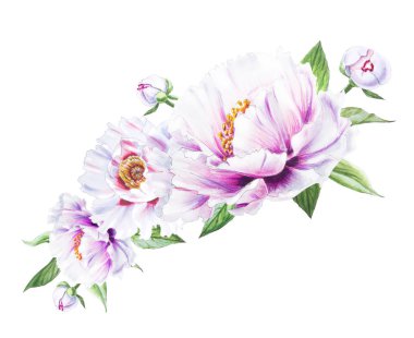 Beyaz arkaplanda beyaz şakayık çiçekleri çizimi