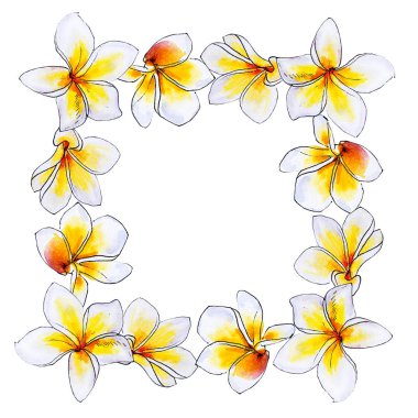 plumeria çiçek çerçeve beyaz izole