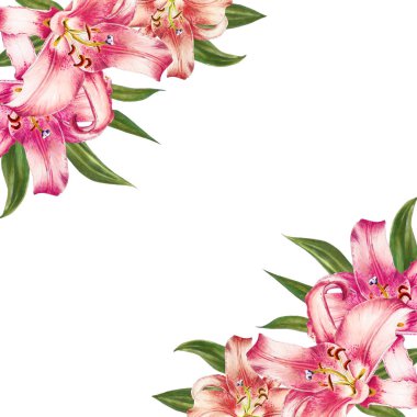 beyaz arka plan üzerinde pembe zambak illüstrasyon