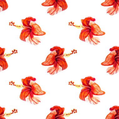 Hibiscus çiçek çerçevesi beyaz izole