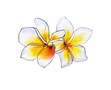 beyaz arka plan üzerinde plumeria çiçek illüstrasyon