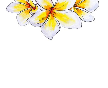 beyaz arka plan üzerinde plumeria çiçek illüstrasyon