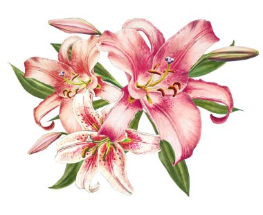 beyaz arka plan üzerinde pembe zambak illüstrasyon