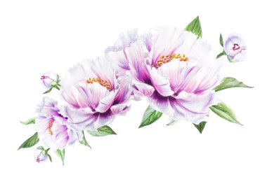 Beyaz arkaplanda beyaz şakayık çiçekleri çizimi