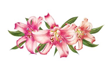 beyaz arka plan üzerinde pembe zambak illüstrasyon