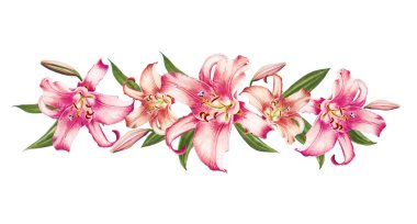 beyaz arka plan üzerinde pembe zambak illüstrasyon