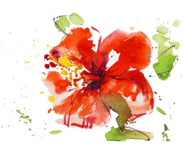 Beyaz arka planda Hibiscus çiçek illüstrasyon