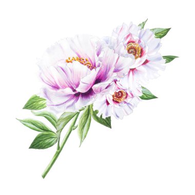 Beyaz arkaplanda beyaz şakayık çiçekleri çizimi