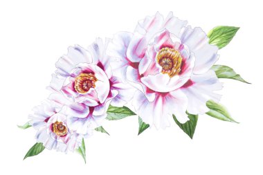 Beyaz arkaplanda beyaz şakayık çiçekleri çizimi