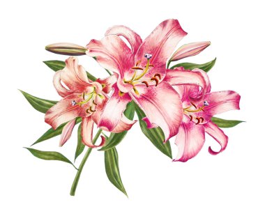 beyaz arka plan üzerinde pembe zambak illüstrasyon