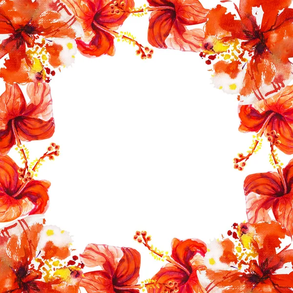 Hibiscus Flowers Frame Isolated White — Stock Photo, Image