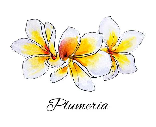 plumeria flowers illustration on white background