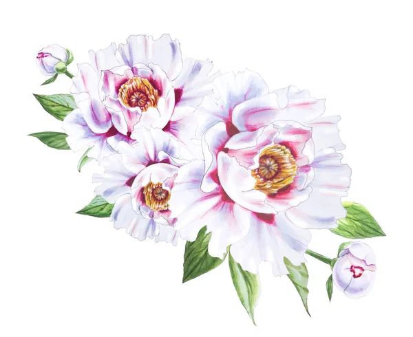 Beyaz arkaplanda beyaz şakayık çiçekleri çizimi