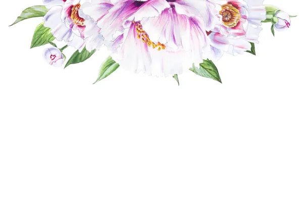 Bílá Pivoňka Květiny Ilustrace Bílém Pozadí — Stock fotografie
