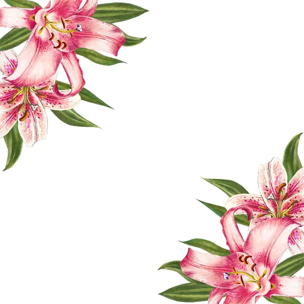 beyaz arka plan üzerinde pembe zambak illüstrasyon