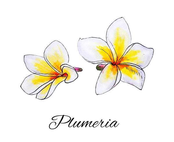plumeria flowers illustration on white background