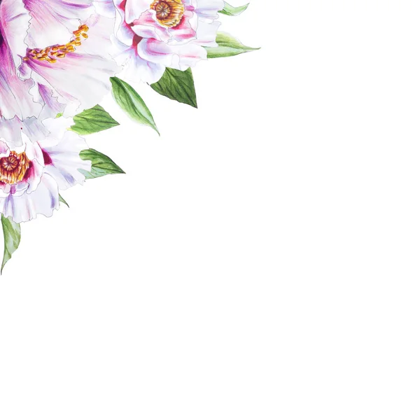 White Peony Flowers Illustration White Background — 스톡 사진