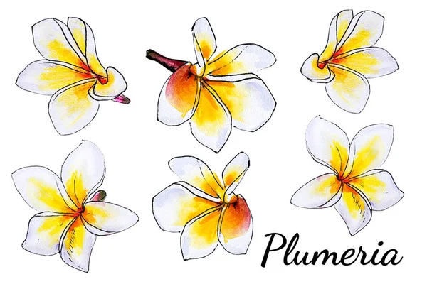 plumeria flowers illustration on white background