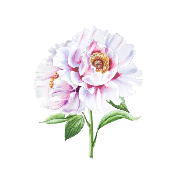 White Peony Flowers Illustration White Background — Stock Photo, Image