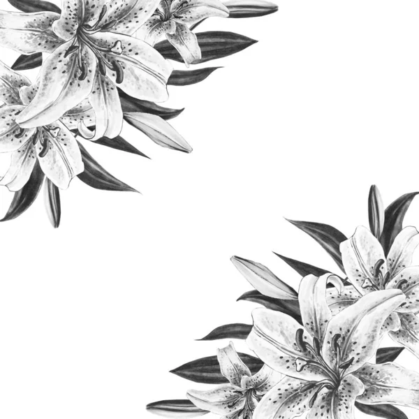 Black White Lilies Illustration White Background — Stock Photo, Image