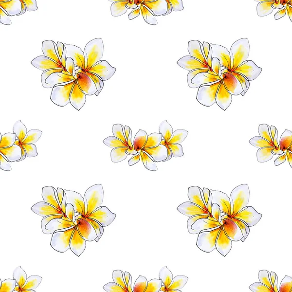白で隔離されたプルメリアの花フレーム — ストック写真