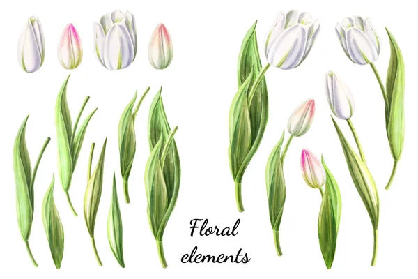Tulipanes Blancos Ilustraciones Sobre Fondo Blanco — Foto de Stock