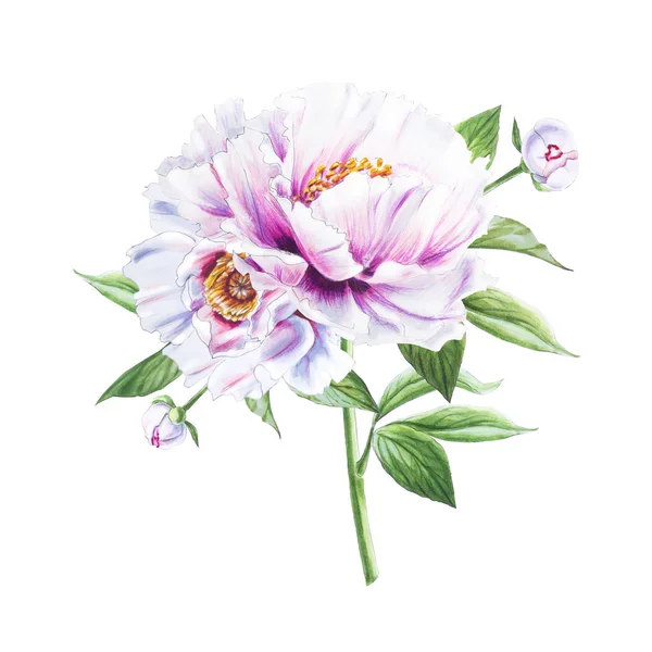 Fehér Bazsarózsa Virágok Illusztráció Fehér Háttér — Stock Fotó