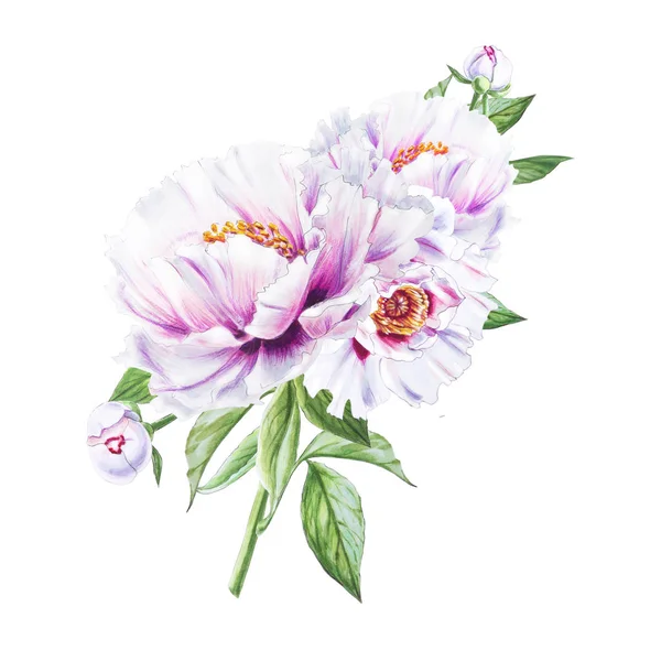 Illustration Fleurs Pivoine Blanche Sur Fond Blanc — Photo