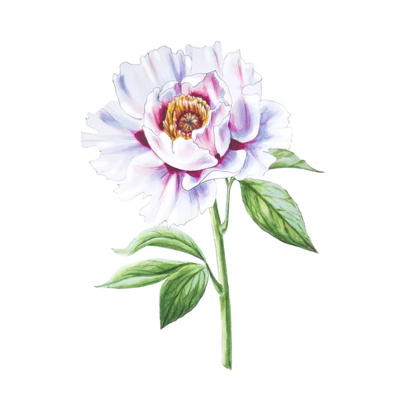 White Peony Flower Illustration White Background — 스톡 사진