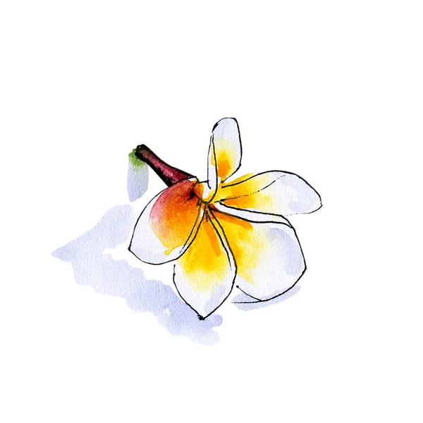 Ilustracja Kwiat Plumeria Białym Tle — Zdjęcie stockowe