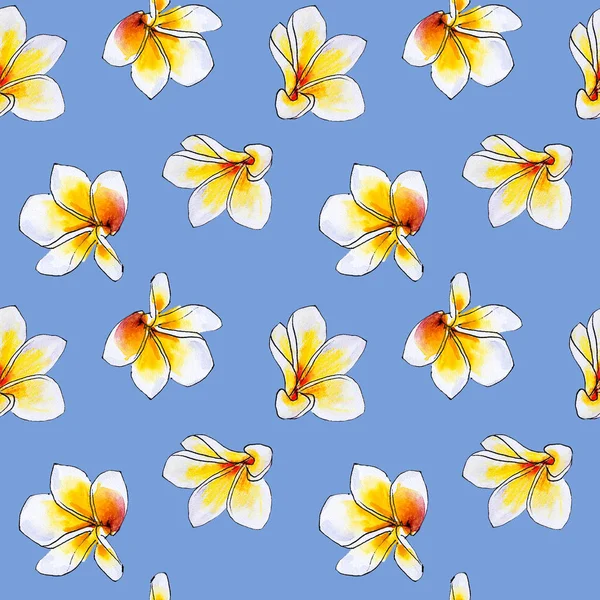 Plumeria Blumen Rahmen Isoliert Auf Weiß — Stockfoto
