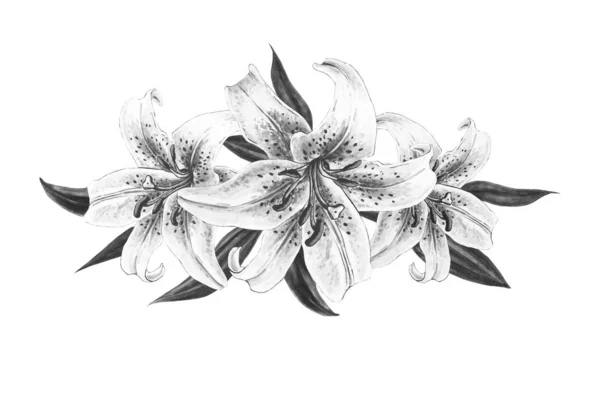 Черно Белые Лилии Иллюстрация Белом Фоне — стоковое фото