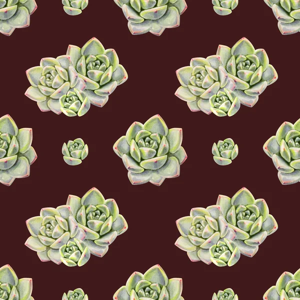 Motif Fond Sans Couture Avec Des Plantes Succulentes — Photo