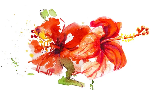 Hibiscus flowers illustration on white background