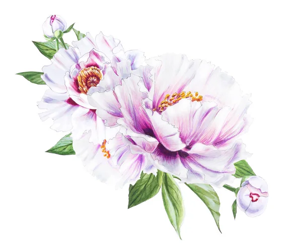 Beyaz arkaplanda beyaz şakayık çiçekleri çizimi