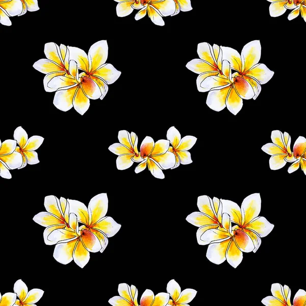 Plumeria Blumen Rahmen Isoliert Auf Weiß — Stockfoto