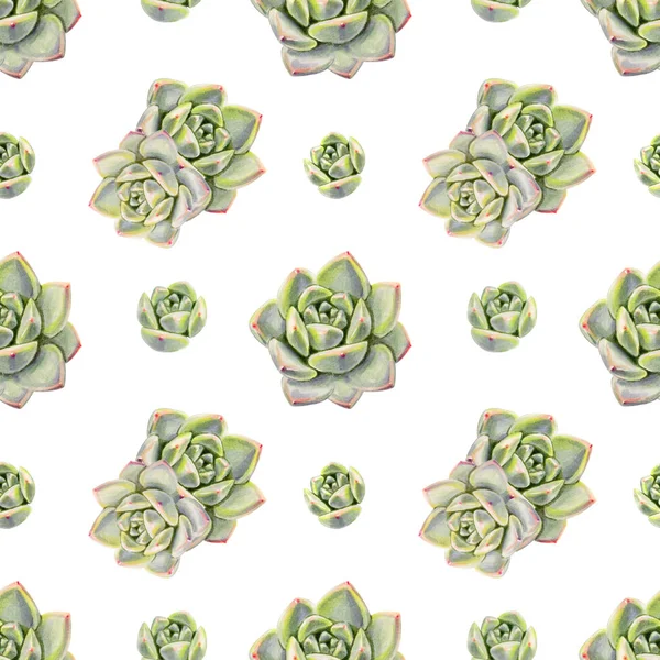 Seamless Background Pattern Succulent Plants — Stock Photo, Image