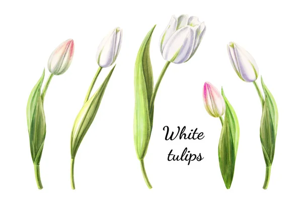 Άσπρες Τουλίπες Εικονογράφηση Λευκό Φόντο — Φωτογραφία Αρχείου