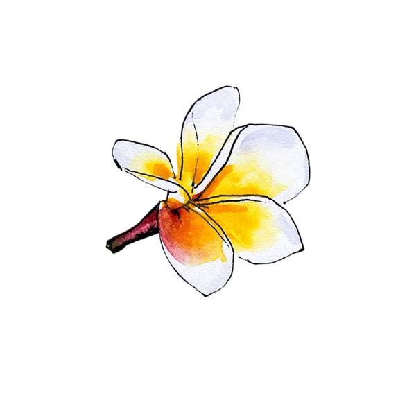 Plumeria Flor Ilustración Sobre Fondo Blanco — Foto de Stock