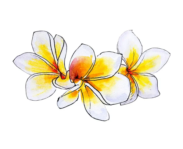 beyaz arka plan üzerinde plumeria çiçek illüstrasyon