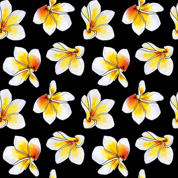 Plumeria Flores Quadro Isolado Branco — Fotografia de Stock