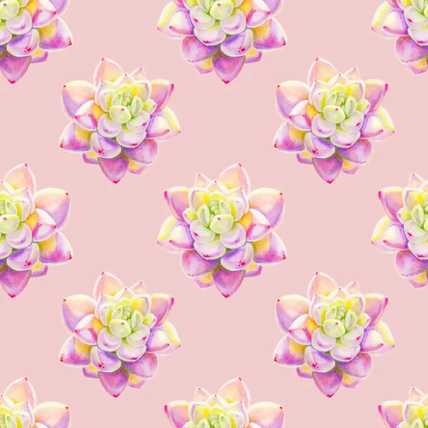 Seamless Background Pattern Succulent Plants — Stock Photo, Image