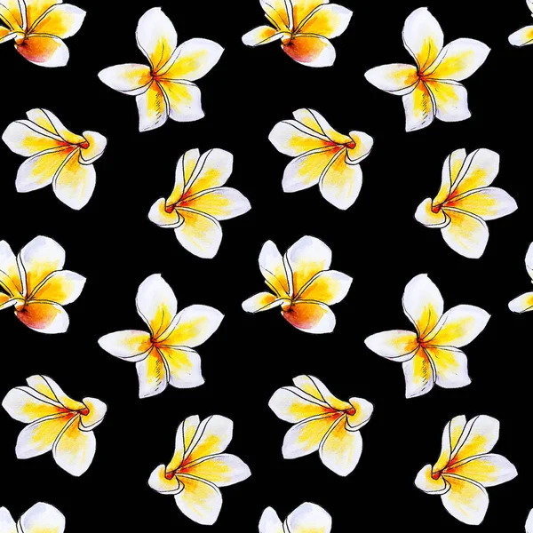 Plumeria Blumen Rahmen Isoliert Auf Weiß — Stockfoto