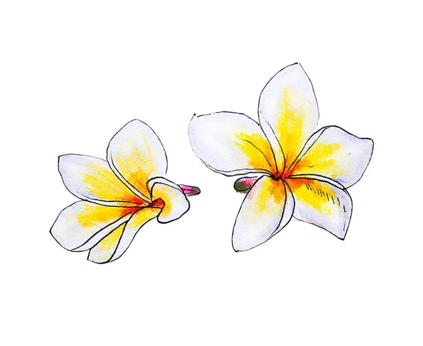 Plumeria Flores Ilustración Sobre Fondo Blanco — Foto de Stock