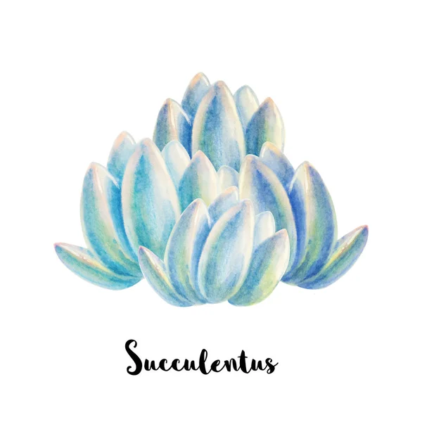 Illustration Succulents Bleus Sur Fond Blanc — Photo