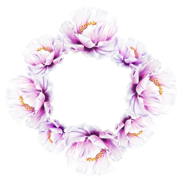 White Peony Flowers Frame White Background — Stock Photo, Image