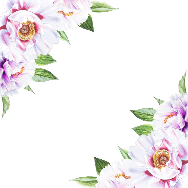 Bílá Pivoňka Květiny Rám Ilustrace — Stock fotografie