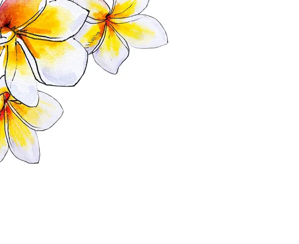 Plumeria Flowers Illustration White Background — Stock Photo, Image